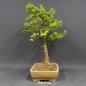 Preview: Larix, Lärche, Bonsai