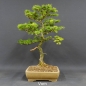 Preview: Larix, Lärche, Bonsai