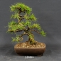 Preview: Larix, Lärche, Bonsai