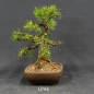 Preview: Larix, Lärche, Bonsai