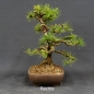 Preview: Larix, Lärche, Bonsai