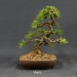 Preview: Larix, Lärche, Bonsai