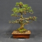 Preview: Larix, Lärche, Bonsai