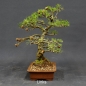 Preview: Larix, Lärche, Bonsai