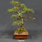 Preview: Larix, Lärche, Bonsai