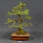 Preview: Larix, Lärche, Bonsai