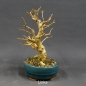 Preview: Liguster, Ligustrum vulgare