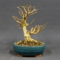 Preview: Liguster, Ligustrum vulgare