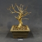 Preview: Liguster, Ligustrum vulgare