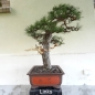 Preview: Bonsai, Pinus nigra