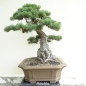Preview: Pinus parviflora Mädchenkiefer