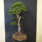 Preview: Bonsai, Pinus sylvestris