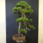 Preview: Gemeine Kiefer - Pinus sylvestris14/2290,-€