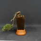 Preview: Pre-Bonsai, Pinus sylvestris