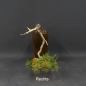 Preview: Pre-Bonsai, Pinus sylvestris