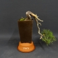 Preview: Pre-Bonsai, Pinus sylvestris