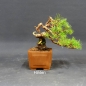 Preview: Pre-Bonsai, Pinus sylvestris