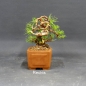 Preview: Pre-Bonsai, Pinus sylvestris