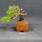 Preview: Pre-Bonsai, Pinus sylvestris