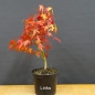 Preview: Acer palmatum links