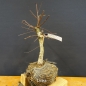 Preview: Pre-Bonsai, Sandbirke, Betula pendula