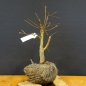 Preview: Pre-Bonsai, Sandbirke, Betula pendula