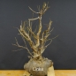 Preview: Pre-Bonsai, Sandbirke, Betula pendula