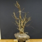 Preview: Pre-Bonsai, Sandbirke, Betula pendula