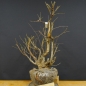 Preview: Pre-Bonsai, Sandbirke, Betula pendula