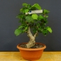 Preview: Corylus Hasel Bonsai