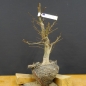 Preview: Carpinus Hainbuche, Bonsai