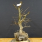 Preview: Carpinus Hainbuche, Bonsai