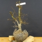 Preview: Carpinus Hainbuche, Bonsai