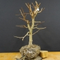 Preview: Corylus Hasel Bonsai