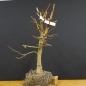 Preview: Corylus Hasel Bonsai