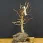 Preview: Corylus Hasel Bonsai