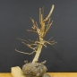 Preview: Corylus Hasel Bonsai