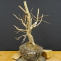 Preview: Corylus Hasel Bonsai