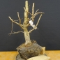 Preview: Corylus Hasel Bonsai