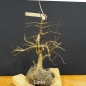 Preview: Pre-Bonsai, Cornus mas, Kornelkirsche