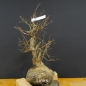 Preview: Pre-Bonsai, Cornus mas, Kornelkirsche