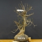 Preview: Pre-Bonsai, Cornus mas, Kornelkirsche