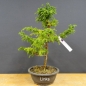 Preview: Pre-Bonsai,  Cryptomeria links