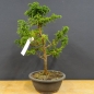 Preview: Pre-Bonsai,  Cryptomeria