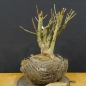 Preview: Ginkgo biloba Bonsai