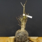 Preview: Ginkgo biloba Bonsai