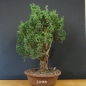 Preview: Juniperus chinensis 'Blaauw'