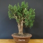 Preview: Juniperus chinensis 'Blaauw'