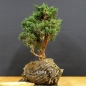 Preview: Juniperus chin. 'Blaauw'