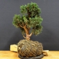 Preview: Juniperus chin. 'Blaauw'